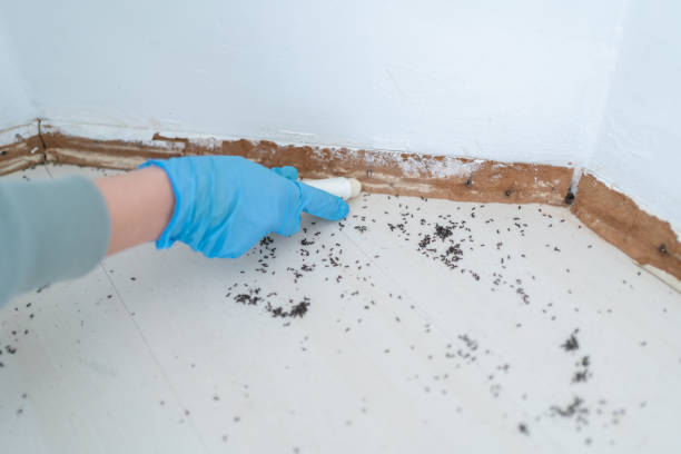 Wasp Removal Services in Governors Village, NC
